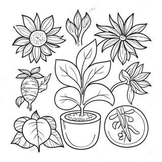 Detayli Bir Bitkinin Yasam Dongusu Sulu Boya Sayfasi 125876 59729