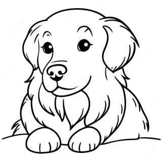 Kabartmali Golden Retriever Boyama Sayfasi 1901 2156