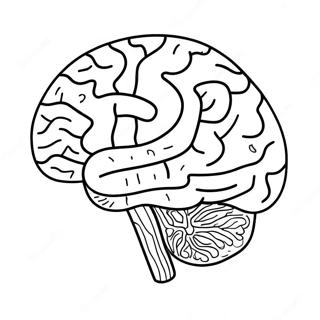 Gercekci Beyin Anatomi Boyama Sayfasi 69123-15143