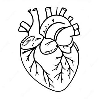 Kalp Anatomisi Boyama Sayfaları