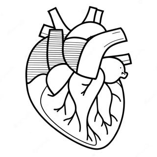 Renkli Kalp Anatomisi Diyagrami Boyama Sayfasi 76807-19595
